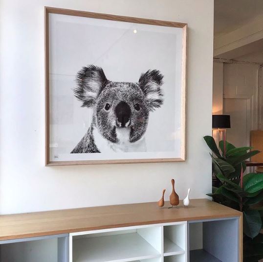 This stunning photographic art print is of Kenny the Koala, a true icon of the Australian bush and presented with exceptional detail. This stunning photograph captures the true essence of this most special creature and would look wonderful in any room of the house.